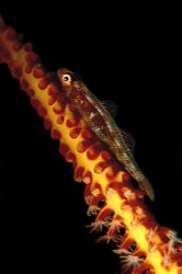 Small goby on a red wire coral by Francesco Ricciardi 